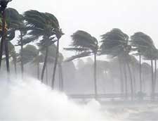Palm trees in hurricane