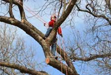 Tree being pruned
